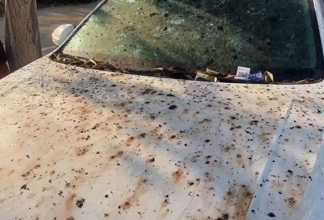 “密密麻麻”!阜阳街头突然增多!别碰、别吃! “密密麻麻”!阜阳街头突然增多!别碰、别吃!