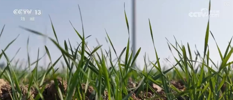 加强管理、除雪保温 打好应对寒潮“组合拳”保障粮油作物平稳越冬