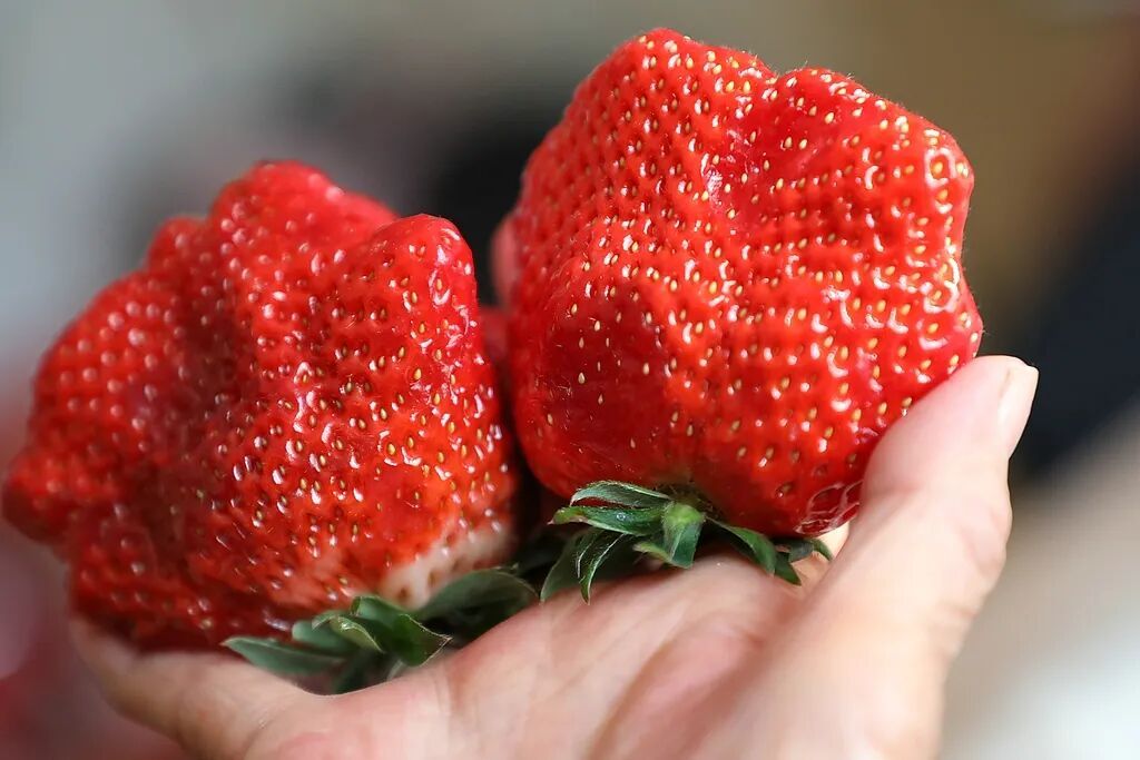 “膨大剂”催熟草莓这个月大量上市?记者调查→ “膨大剂”催熟草莓这个月大量上市?记者调查→