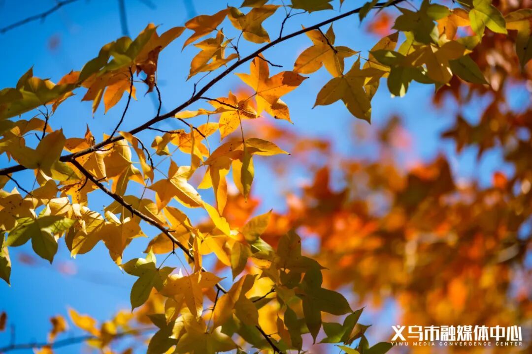 开始下雪了？！义乌人做好准备