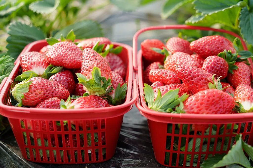 “膨大剂”催熟草莓这个月大量上市?记者调查→ “膨大剂”催熟草莓这个月大量上市?记者调查→