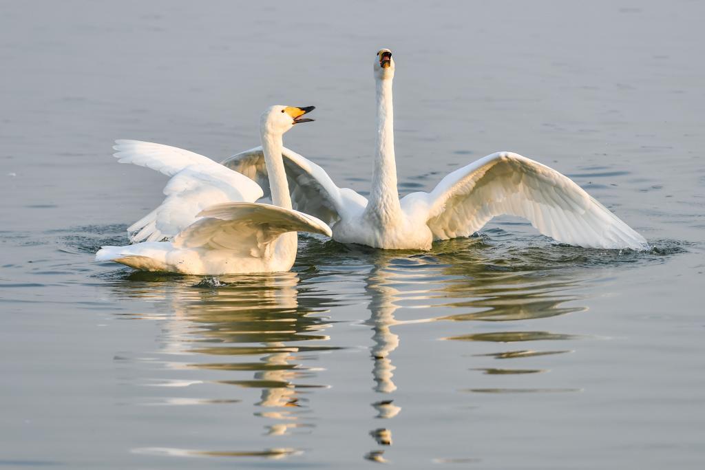 已超5000只!黄河湿地变身西伯利亚越冬大天鹅栖息地 已超5000只!黄河湿地变身西伯利亚越冬大天鹅栖息地