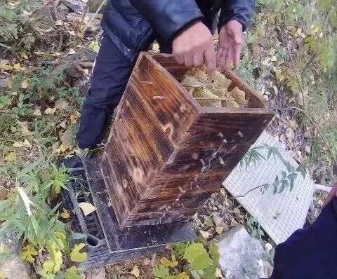 两派蜜蜂打起来了,伤亡惨重!民警直接上门…… 两派蜜蜂打起来了,伤亡惨重!民警直接上门……