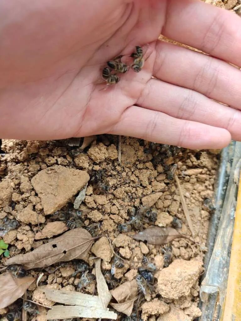 两派蜜蜂打起来了,伤亡惨重!民警直接上门…… 两派蜜蜂打起来了,伤亡惨重!民警直接上门……