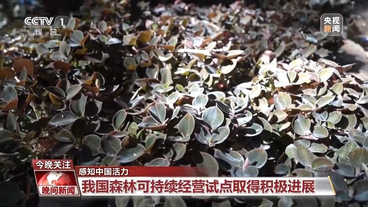 电影票房超500亿、AI赋能传统产业……中国活力持续迸发