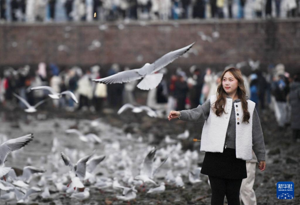 冬日栈桥赏海鸥 冬日栈桥赏海鸥