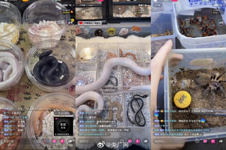 起底爬虫市场非法饲养现状 起底爬虫市场非法饲养现状