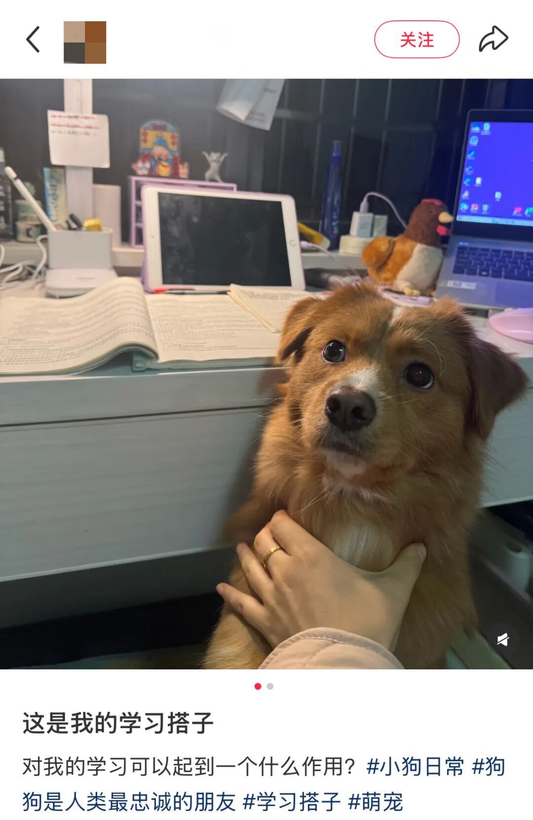 在家拉着小狗和我一起读书,网友:我家小狗完全起到一个绊脚石作用…… 在家拉着小狗和我一起读书,网友:我家小狗完全起到一个绊脚石作用……