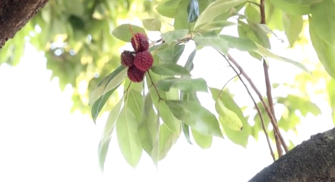 罕见!东莞一棵荔枝树居然在12月结果了 罕见!东莞一棵荔枝树居然在12月结果了