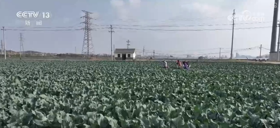 精细化服务助力寒潮下蔬菜稳产保供 保障农民收益