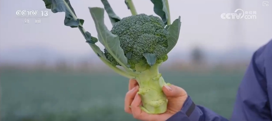 精细化服务助力寒潮下蔬菜稳产保供 保障农民收益