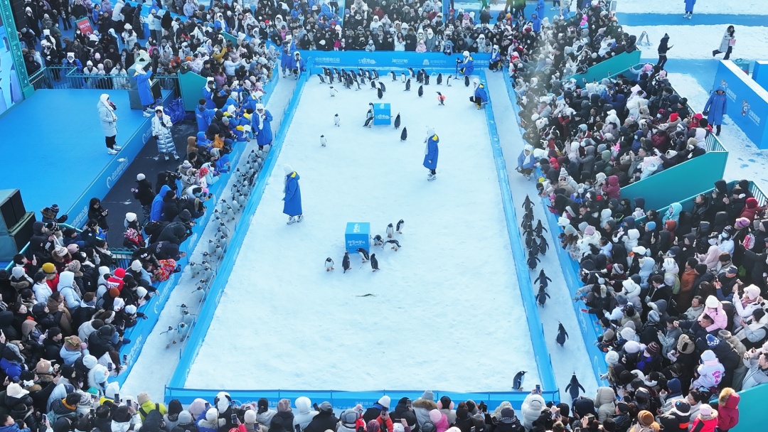 哈尔滨极地公园百只“淘学企鹅”组团“炸街”