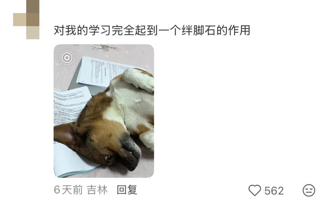 在家拉着小狗和我一起读书,网友:我家小狗完全起到一个绊脚石作用…… 在家拉着小狗和我一起读书,网友:我家小狗完全起到一个绊脚石作用……