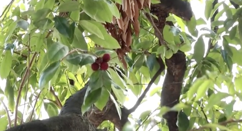 罕见!东莞一棵荔枝树居然在12月结果了 罕见!东莞一棵荔枝树居然在12月结果了