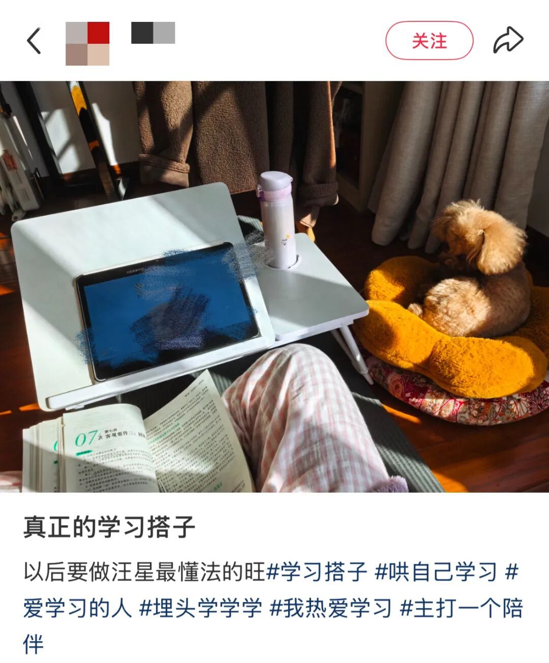 在家拉着小狗和我一起读书,网友:我家小狗完全起到一个绊脚石作用…… 在家拉着小狗和我一起读书,网友:我家小狗完全起到一个绊脚石作用……