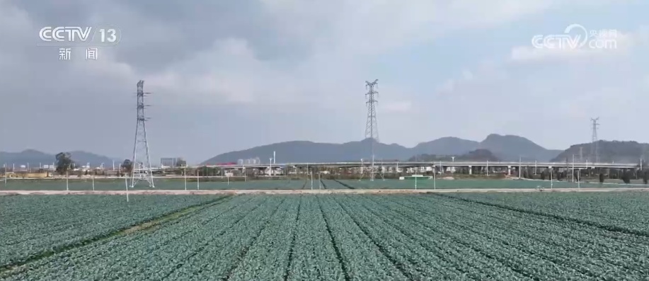 精细化服务助力寒潮下蔬菜稳产保供 保障农民收益