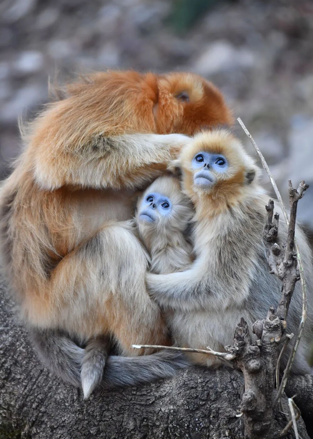 秦岭川金丝猴,“猴丁兴旺”! 秦岭川金丝猴,“猴丁兴旺”!