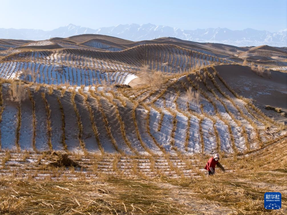 甘肃阿克塞：雪后忙治沙