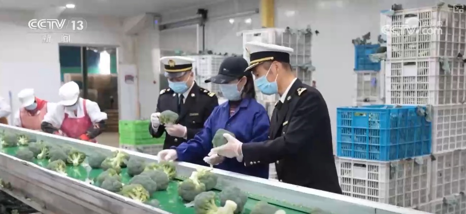 精细化服务助力寒潮下蔬菜稳产保供 保障农民收益