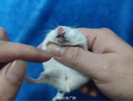 起底爬虫市场非法饲养现状 起底爬虫市场非法饲养现状