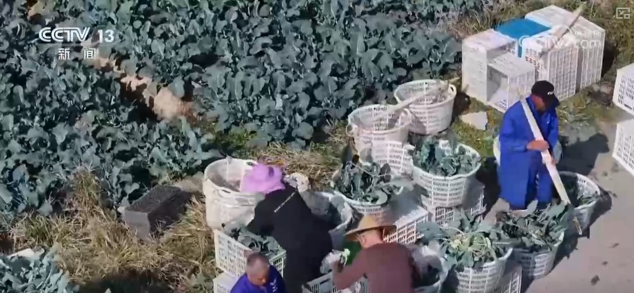 精细化服务助力寒潮下蔬菜稳产保供 保障农民收益