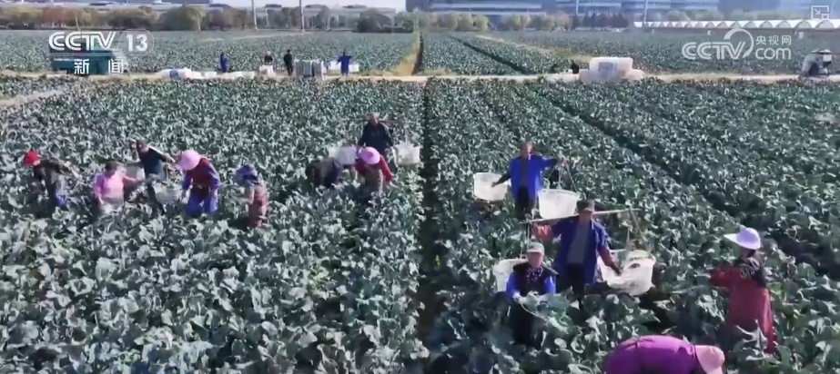 精细化服务助力寒潮下蔬菜稳产保供 保障农民收益