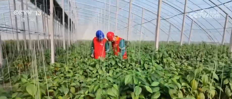 多部门协同联动应对寒潮 为居民生产生活取暖提供有力保障