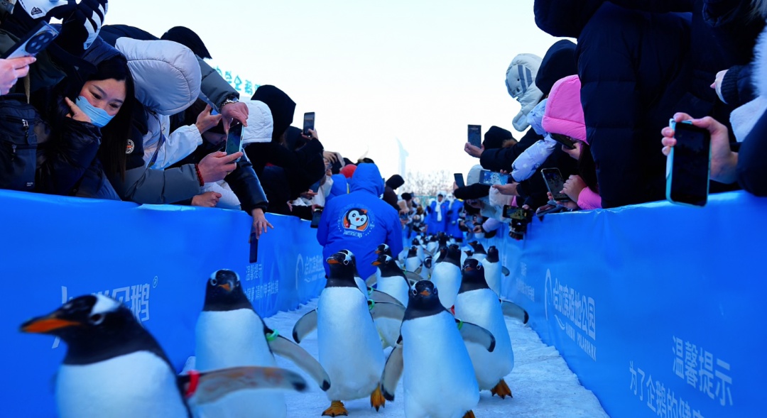 哈尔滨极地公园百只“淘学企鹅”组团“炸街”