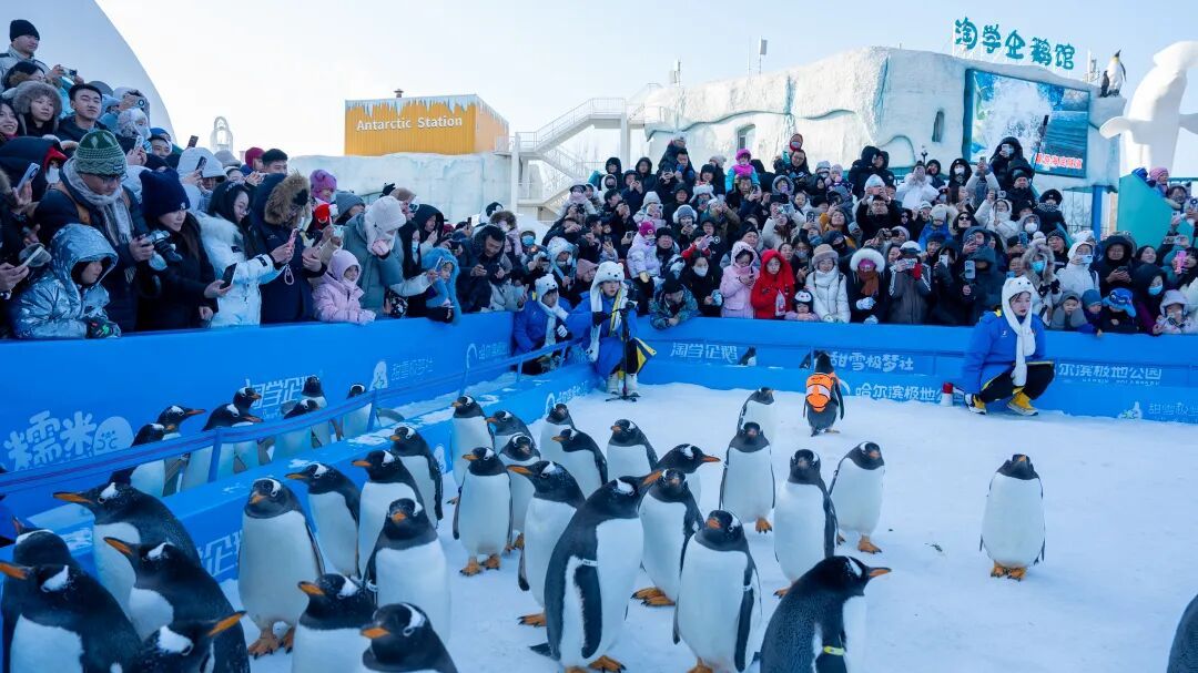 哈尔滨极地公园百只“淘学企鹅”组团“炸街”