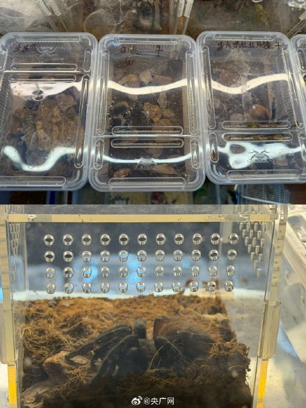 起底爬虫市场非法饲养现状 起底爬虫市场非法饲养现状