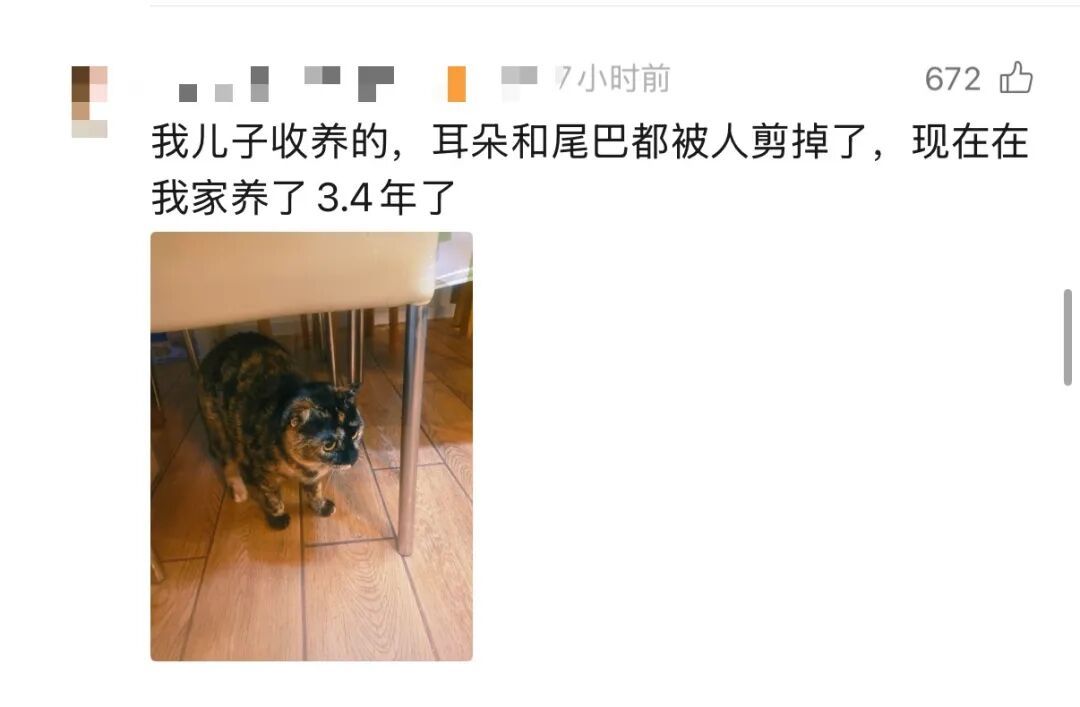 上海内环高架,著名高校教授突然冒险刹车,救下小生命!后续发展太暖了 上海内环高架,著名高校教授突然冒险刹车,救下小生命!后续发展太暖了