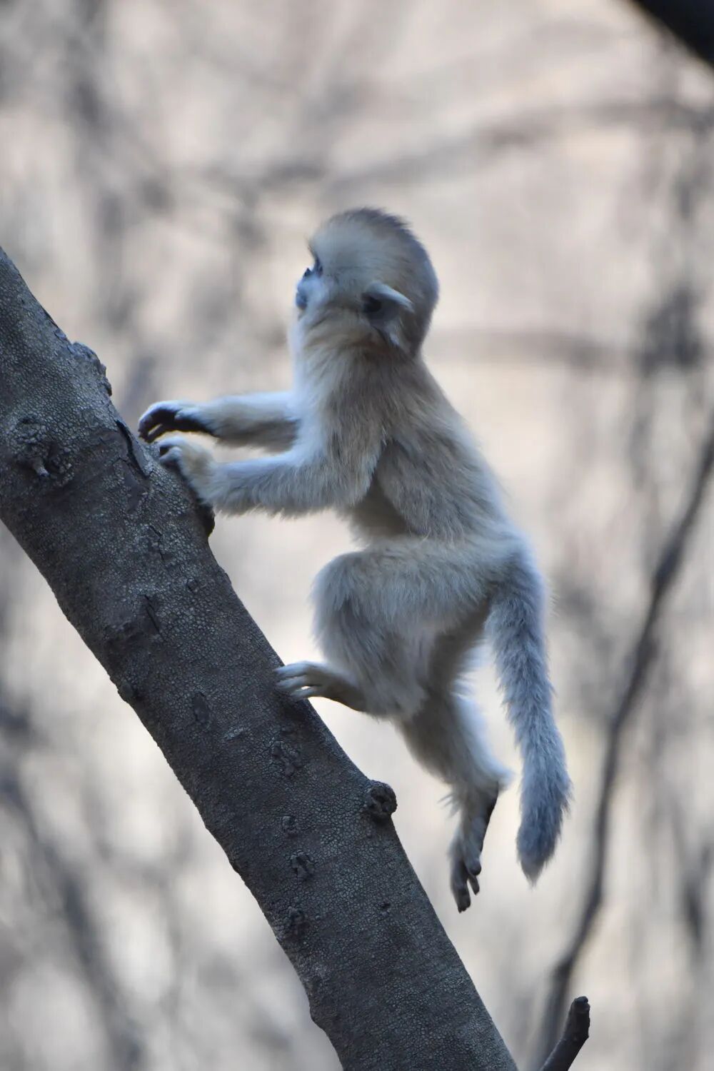 秦岭川金丝猴,“猴丁兴旺”! 秦岭川金丝猴,“猴丁兴旺”!