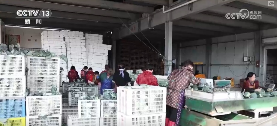 精细化服务助力寒潮下蔬菜稳产保供 保障农民收益