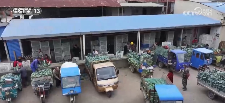 精细化服务助力寒潮下蔬菜稳产保供 保障农民收益