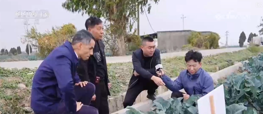 精细化服务助力寒潮下蔬菜稳产保供 保障农民收益