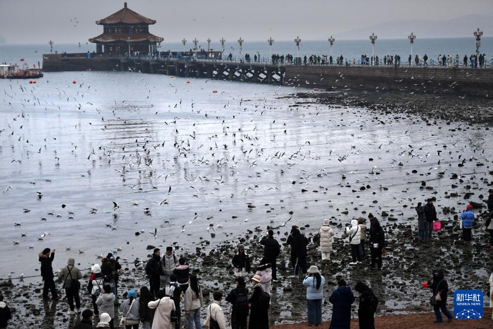 冬日栈桥赏海鸥 冬日栈桥赏海鸥