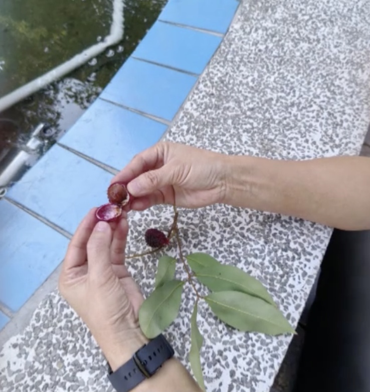 罕见!东莞一棵荔枝树居然在12月结果了 罕见!东莞一棵荔枝树居然在12月结果了