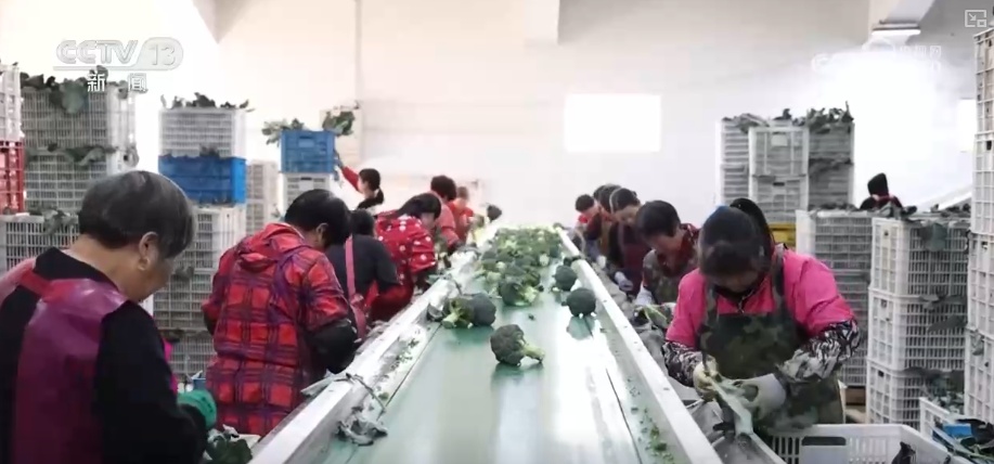 精细化服务助力寒潮下蔬菜稳产保供 保障农民收益