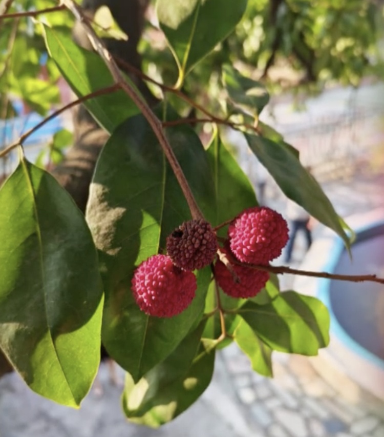 罕见!东莞一棵荔枝树居然在12月结果了 罕见!东莞一棵荔枝树居然在12月结果了