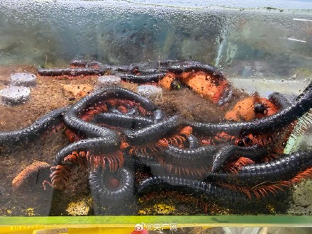 起底爬虫市场非法饲养现状 起底爬虫市场非法饲养现状