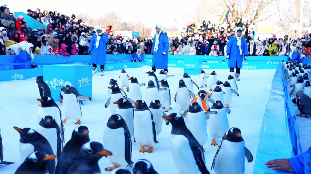 哈尔滨极地公园百只“淘学企鹅”组团“炸街”