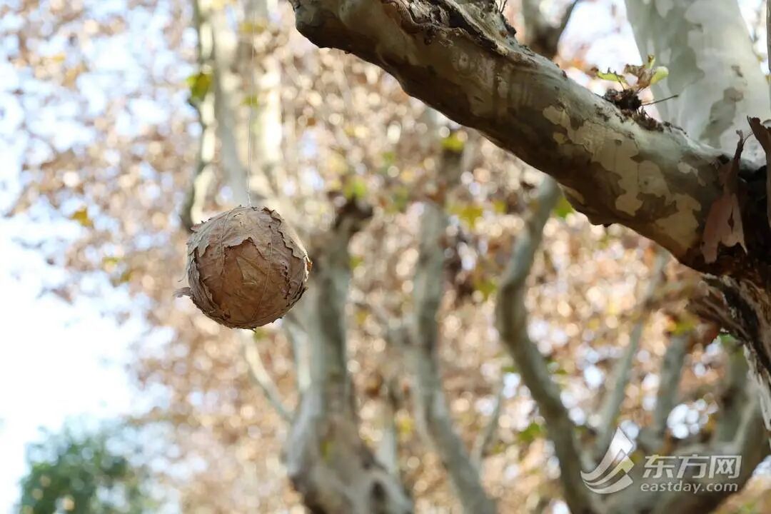 上海多条马路限定风景刷屏出圈!美出新高度,已进入倒计时,想打卡要抓紧→ 上海多条马路限定风景刷屏出圈!美出新高度,已进入倒计时,想打卡要抓紧→