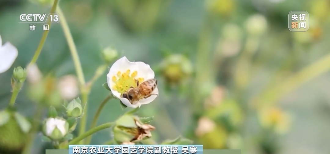 “膨大剂”催熟草莓大量上市?真相是→ “膨大剂”催熟草莓大量上市?真相是→