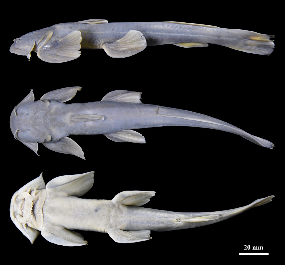 新物种正式命名,疣叶凿齿鮡(zhào)! 新物种正式命名,疣叶凿齿鮡(zhào)!