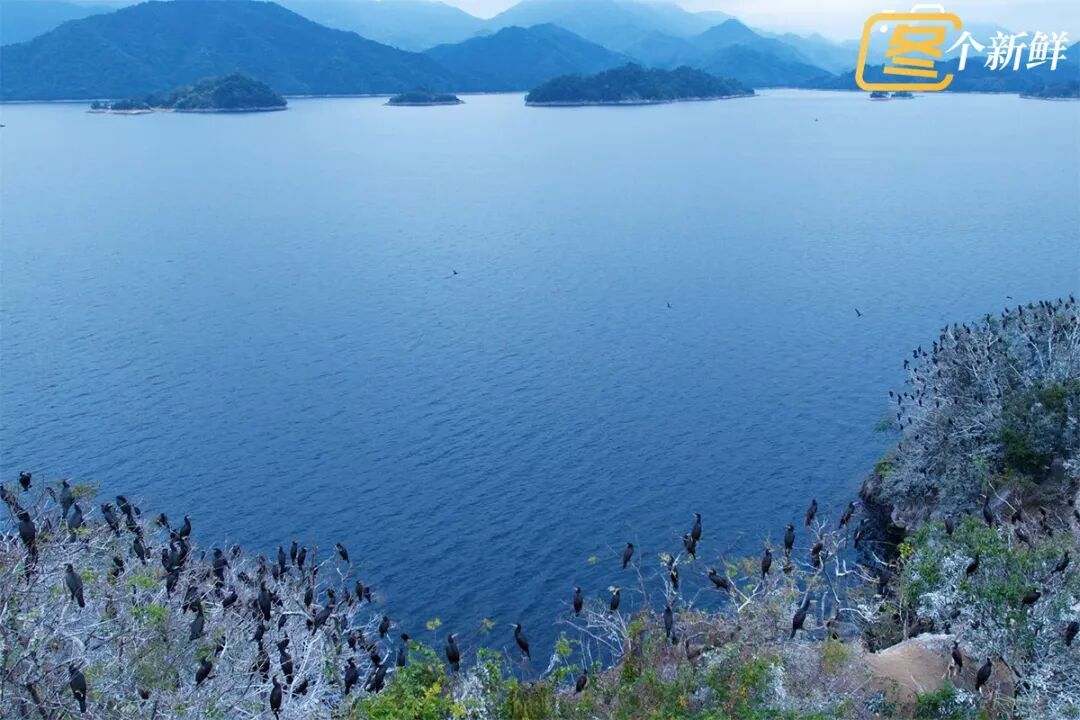 震撼！杭州千岛湖惊现一座“黑色小岛”