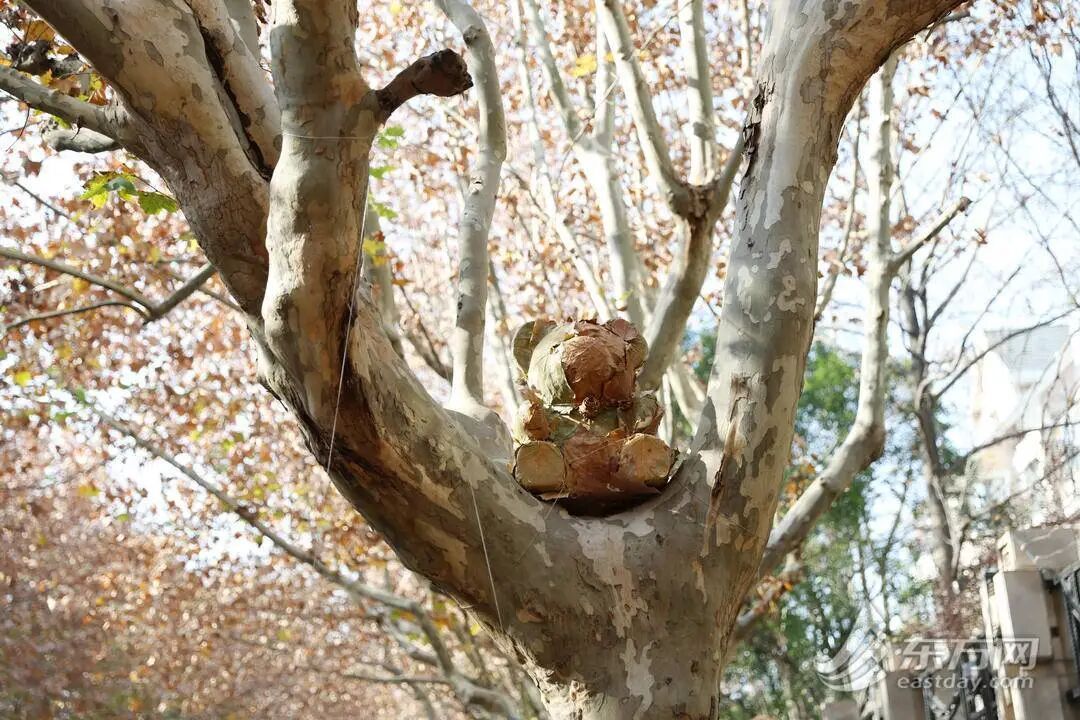 上海多条马路限定风景刷屏出圈!美出新高度,已进入倒计时,想打卡要抓紧→ 上海多条马路限定风景刷屏出圈!美出新高度,已进入倒计时,想打卡要抓紧→