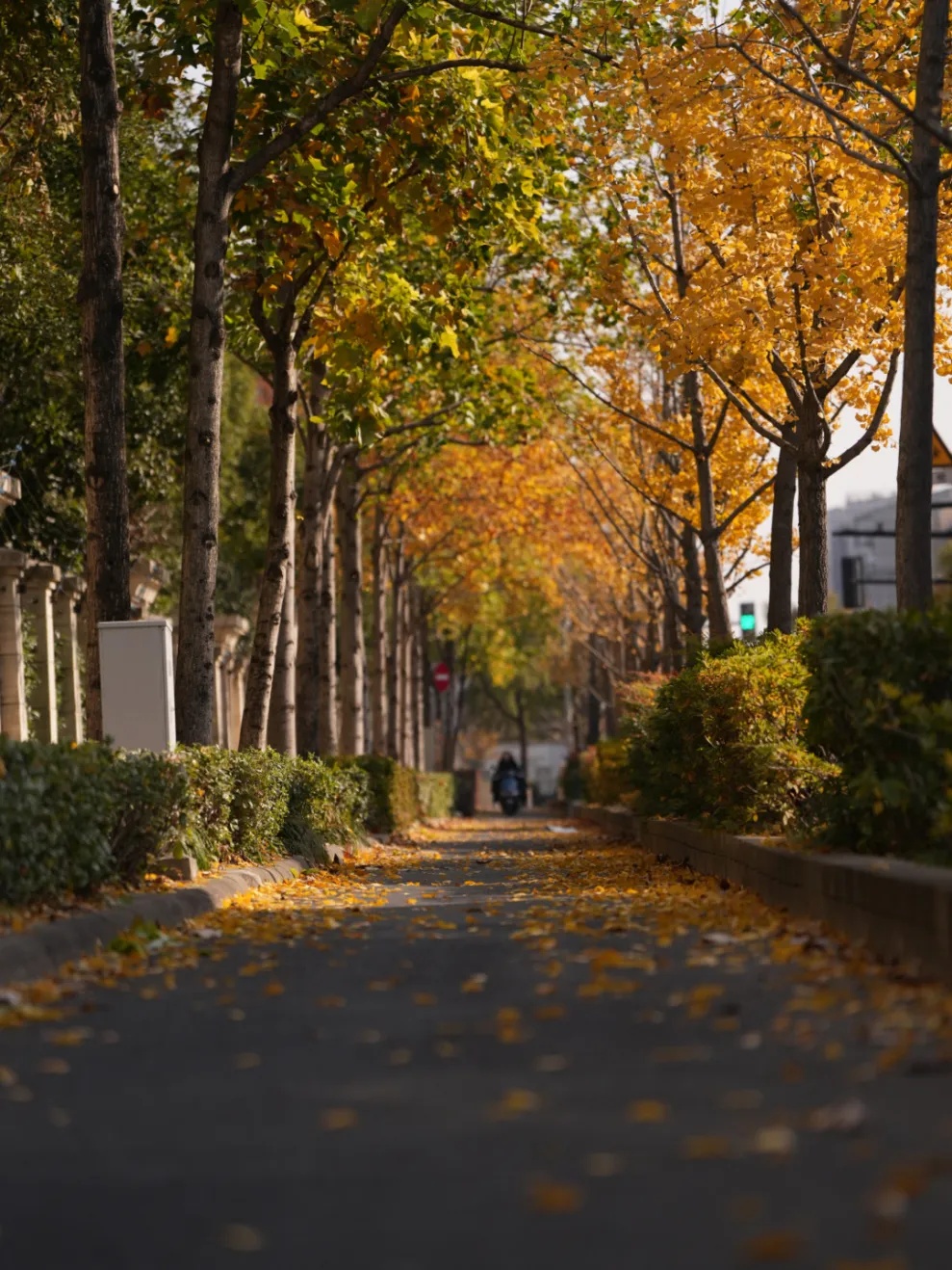 上海多条马路限定风景刷屏出圈!美出新高度,已进入倒计时,想打卡要抓紧→ 上海多条马路限定风景刷屏出圈!美出新高度,已进入倒计时,想打卡要抓紧→