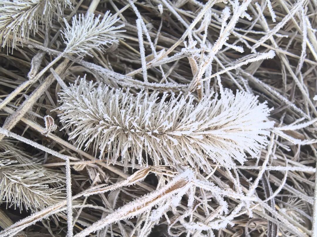 -3.5℃!冷冷冷!福州这里结霜了! -3.5℃!冷冷冷!福州这里结霜了!