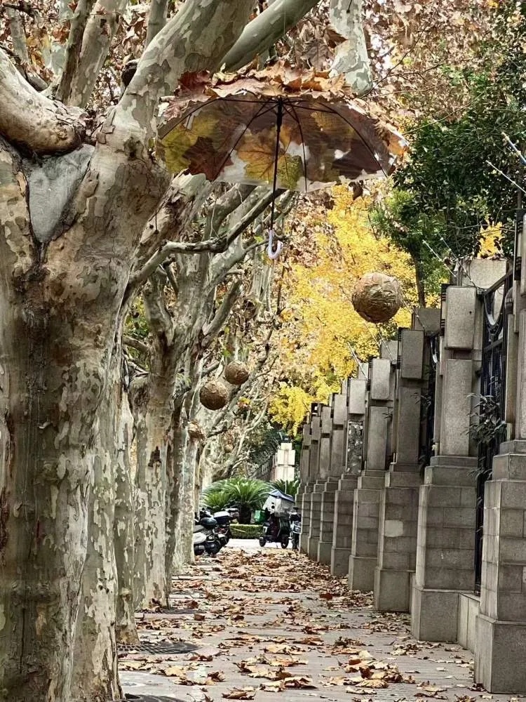 上海多条马路限定风景刷屏出圈!美出新高度,已进入倒计时,想打卡要抓紧→ 上海多条马路限定风景刷屏出圈!美出新高度,已进入倒计时,想打卡要抓紧→