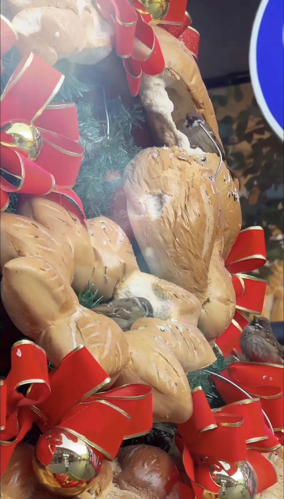 哈尔滨面包圣诞树成小鸟“冬日食堂”!面包店:吃完就补,还计划做面包鸟窝助过冬 哈尔滨面包圣诞树成小鸟“冬日食堂”!面包店:吃完就补,还计划做面包鸟窝助过冬